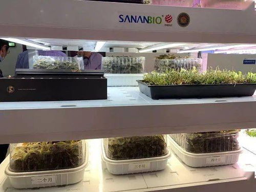 顛覆農(nóng)業(yè)刻板印象,中國(guó)植物工廠 點(diǎn)亮 資本前路